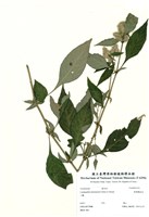 藏品(臺灣鱗球花)的圖片